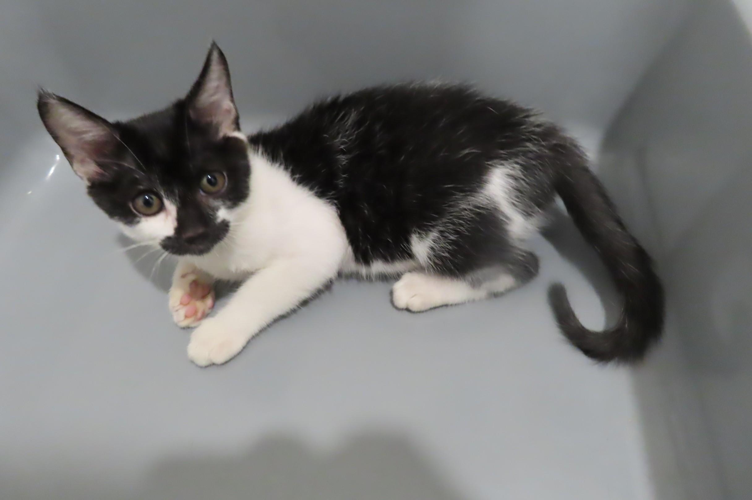 香港海關檢獲6隻懷疑非法進口貓狗，市值約2萬元。圖示行動中檢獲的貓隻。（海關圖片）