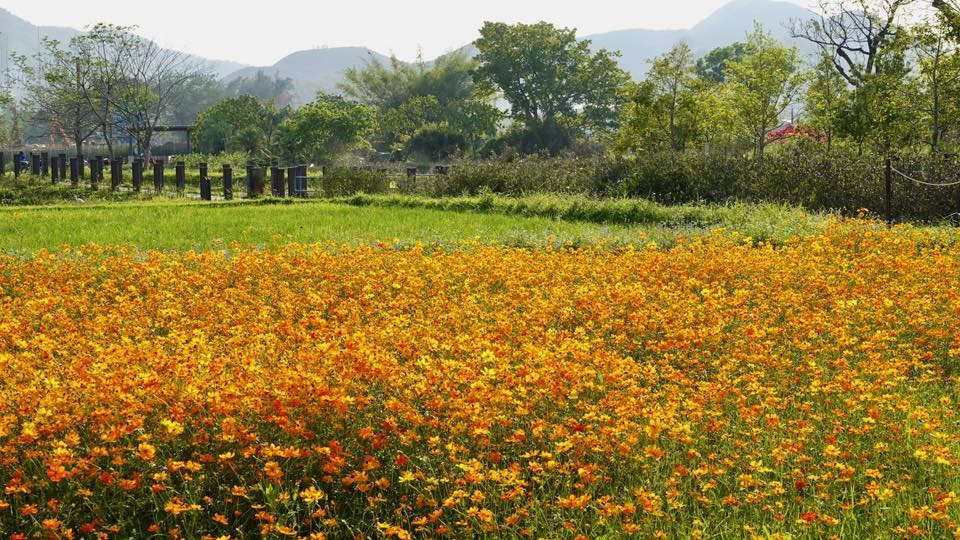 可能是花和草的圖像