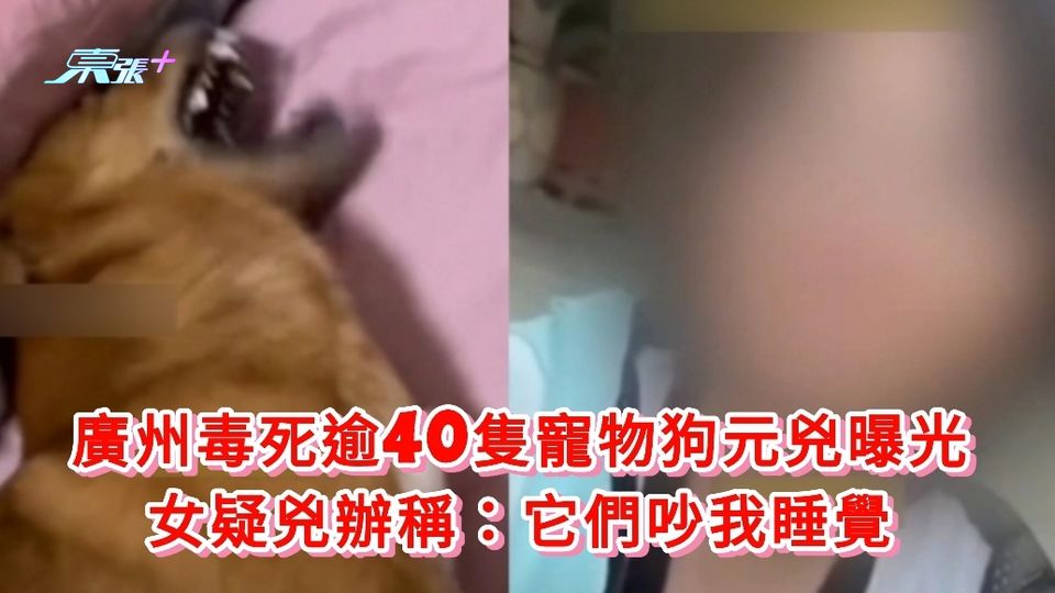 有片｜廣州毒死逾40隻寵物狗元兇曝光 女疑兇辦稱：它們吵我睡覺