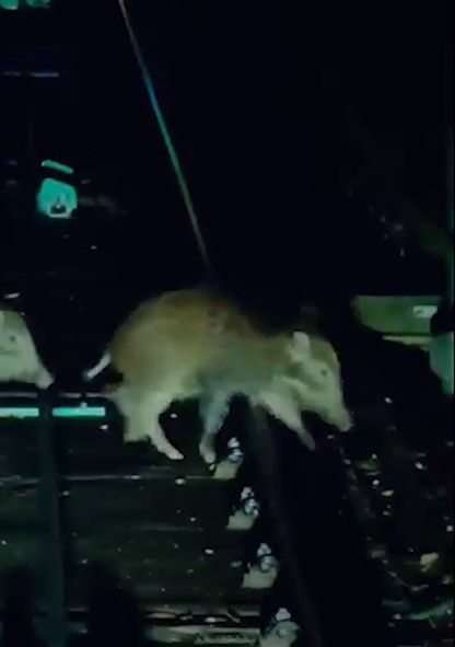 山頂纜車遇野豬BB「學行」阻路