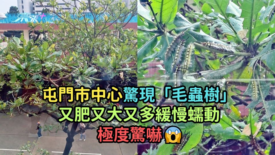 多圖慎入 | 屯門市中心驚現「毛蟲樹」 又肥又大又多緩慢蠕動極度驚嚇😱 