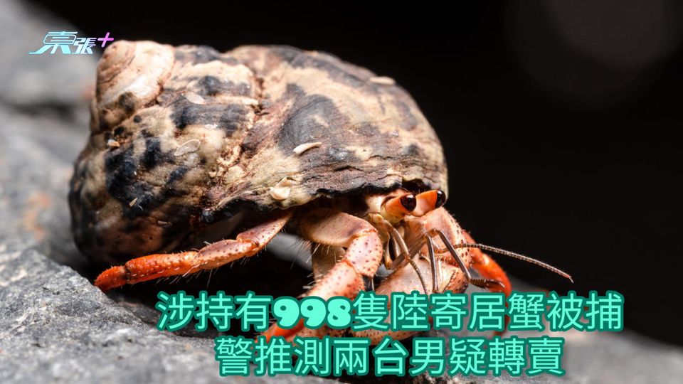 涉持有998隻陸寄居蟹被捕 警推測兩台男疑轉賣