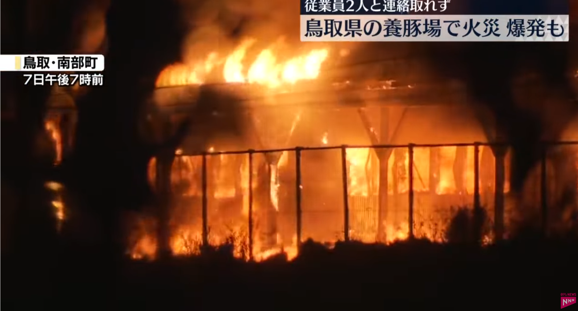 日本鳥取縣養豬場大火釀悲劇　逾3000隻豬葬身火海　網民：燒肉放題（圖：NNN Youtube）