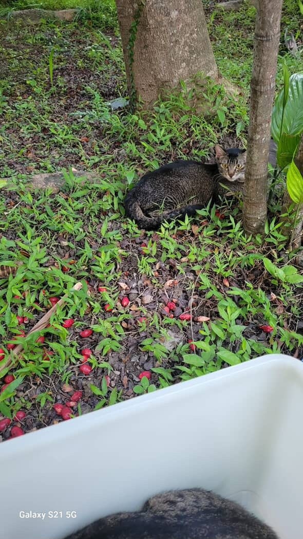 颱風樺加沙｜屯門狠心主人八號波前夕「棄養3貓」　動物組織：自私賤格 （FB@阿虎愛屁）