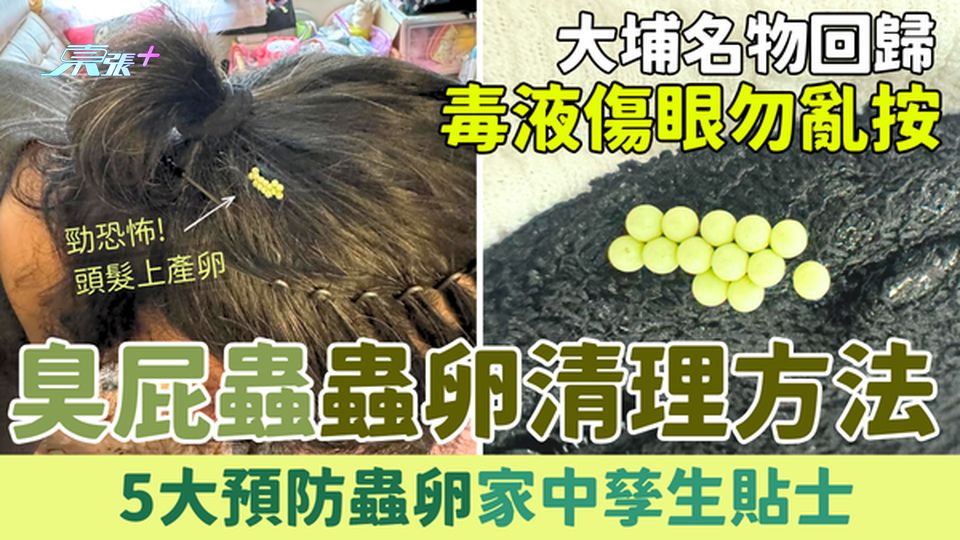 家事常識｜臭屁蟲14粒蟲卵清理方法！大埔名物回歸毒液傷眼 5大預防孳生貼士