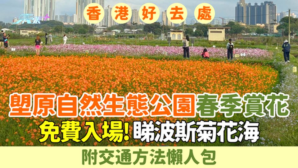 香港好去處｜免費入場！塱原自然生態公園2026春季賞花 睇波斯菊花海+交通懶人包