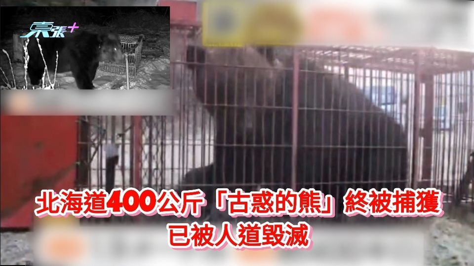 北海道400公斤「古惑的熊」終被捕獲 已被人道毀滅