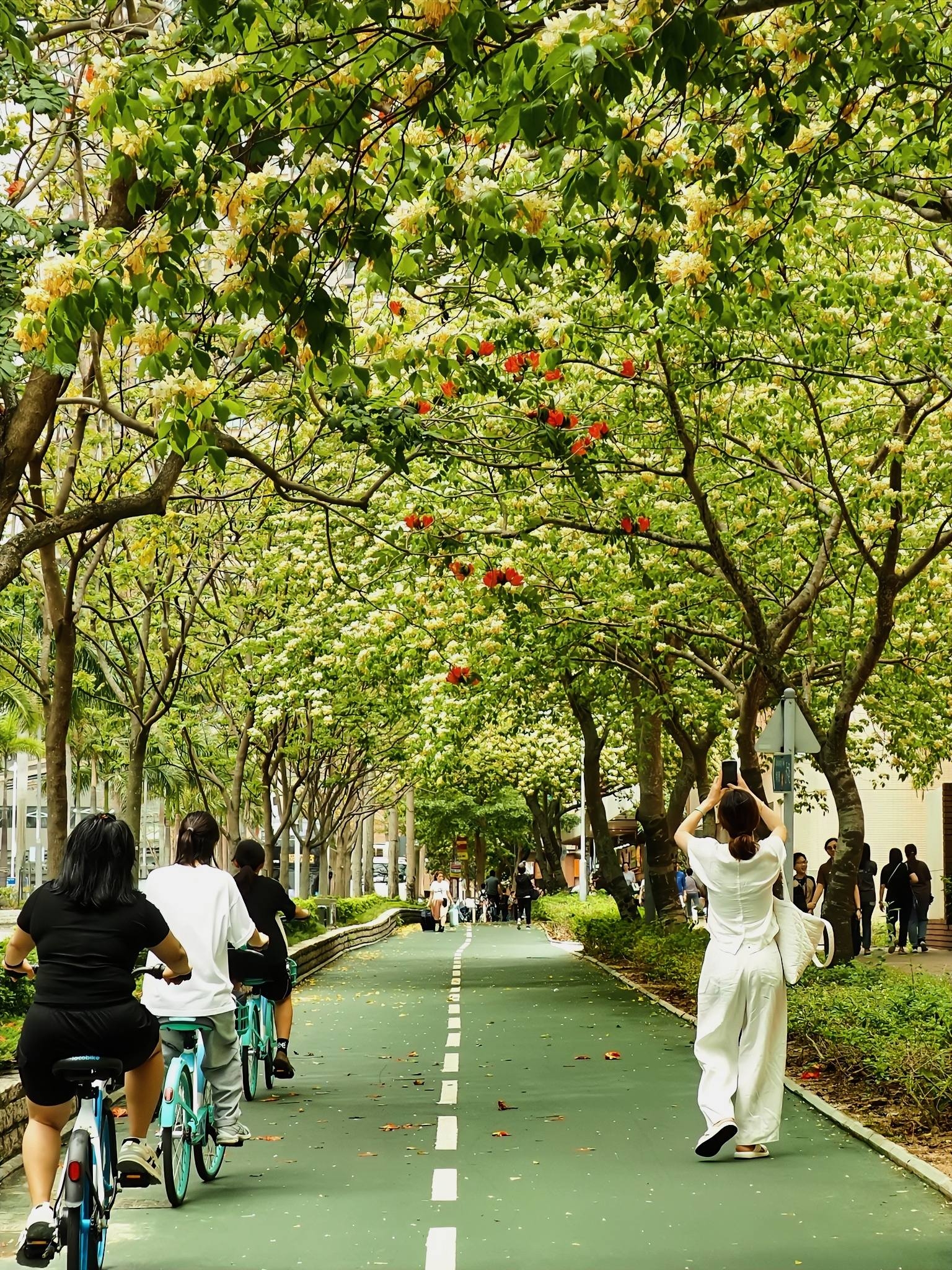 可能是一或多人、自行車、藍花楹、道路和街道的圖像