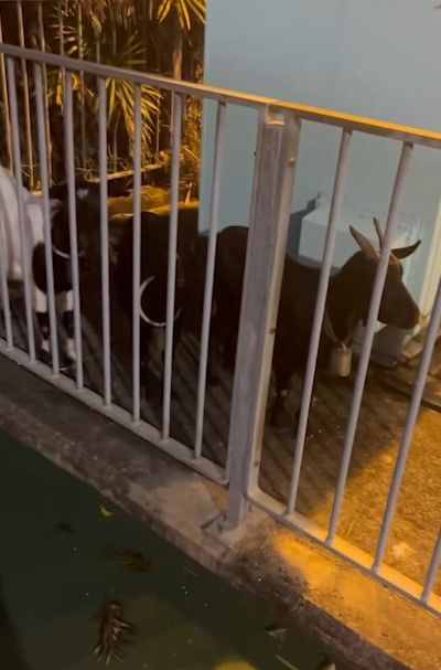 天水圍輕鐵站驚現山羊食草。(影片截圖)