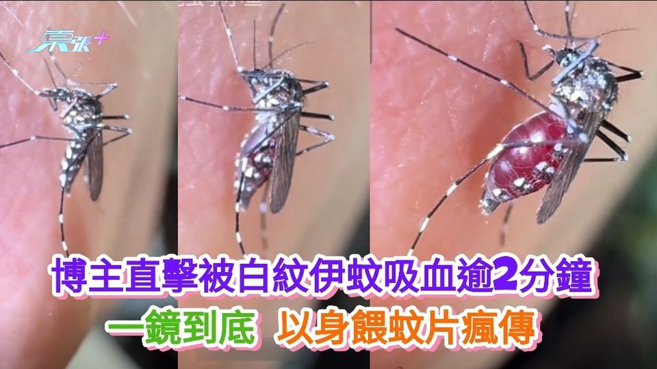 有片丨博主直擊被白紋伊蚊吸血逾2分鐘 一鏡到底以身餵蚊片瘋傳