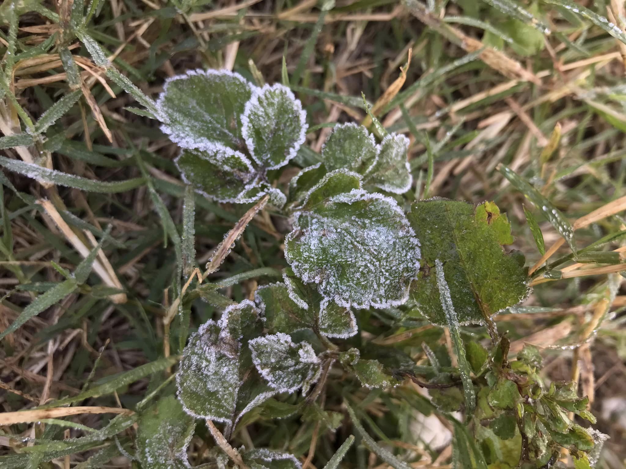 花草更有結霜的痕跡