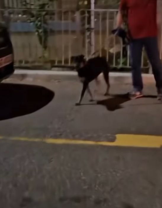 屯門男子被指故意放繩讓愛犬追咬流浪狗　狗義工呼籲停止傷害