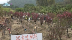 大埔桃花林老夫婦陷困境 三百多棵年花面臨滯銷