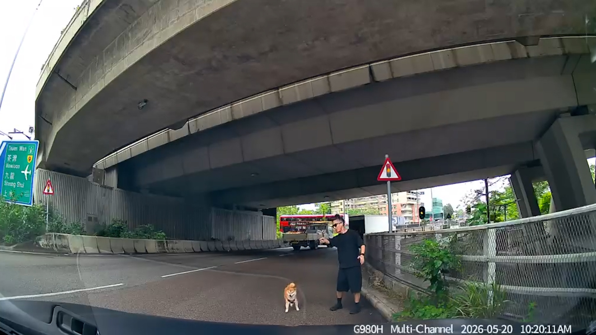 車Cam直擊｜好人好事！元朗柴犬誤闖迴旋處險被撞　司機落車徒手捉狗救命 （FB@車cam L（香港群組））
