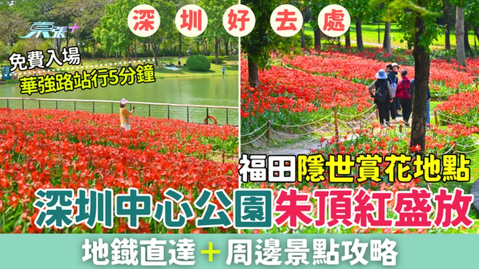 深圳好去處｜福田隱世賞花地點 深圳中心公園朱頂紅盛放 地鐡直達＋周邊景點攻略