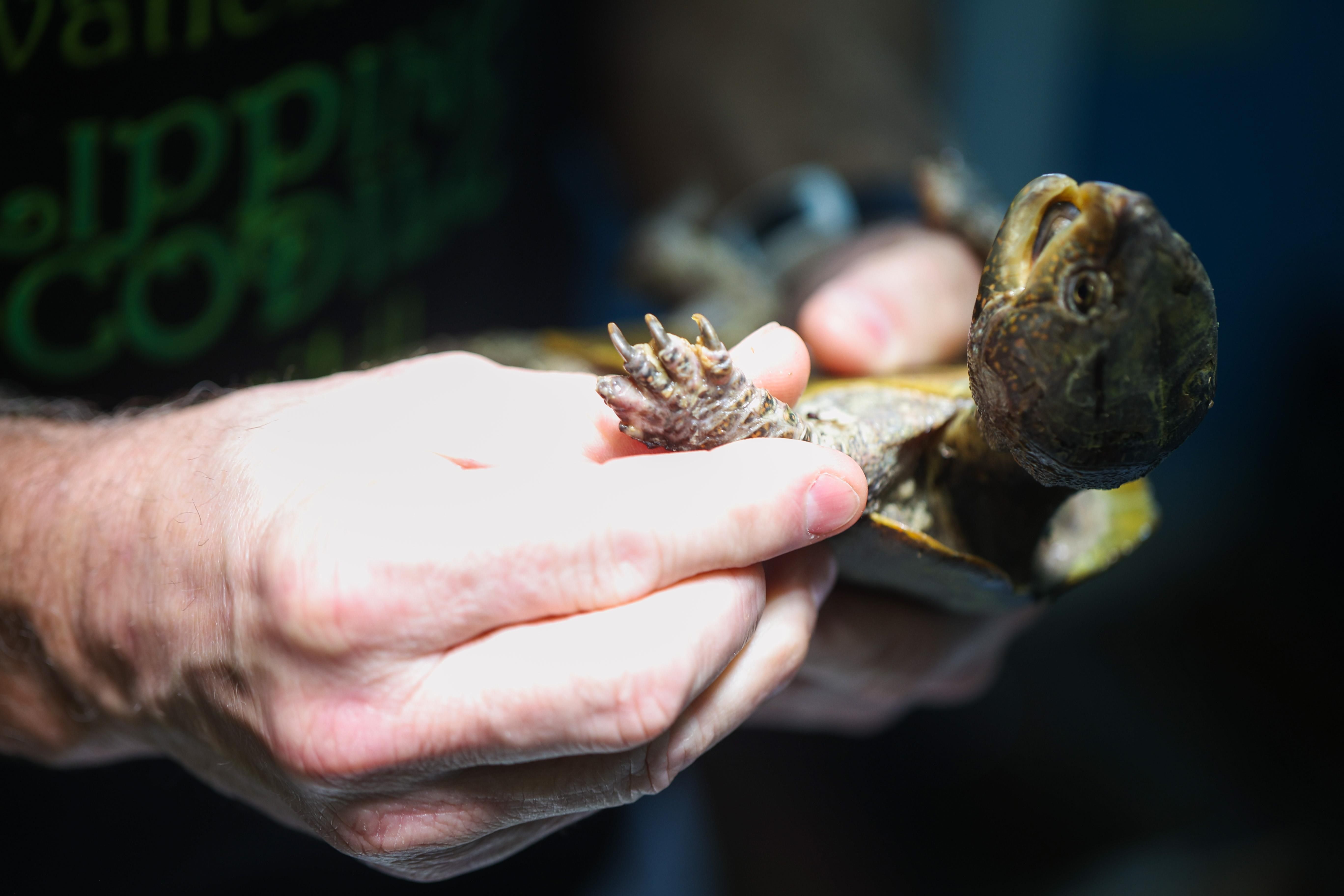 港產「極危」大頭龜