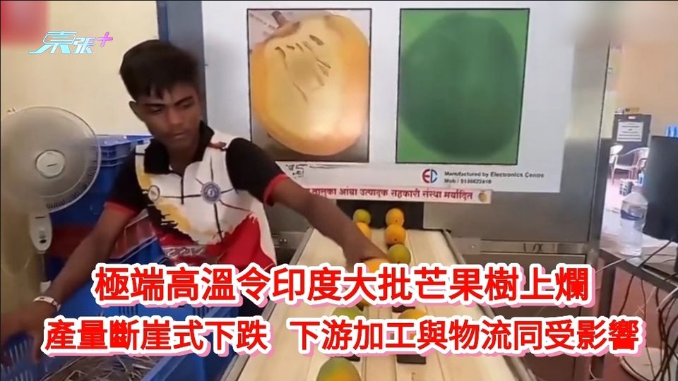 極端高溫令印度大批芒果樹上爛 產量斷崖式下跌 下游加工與物流同受影響