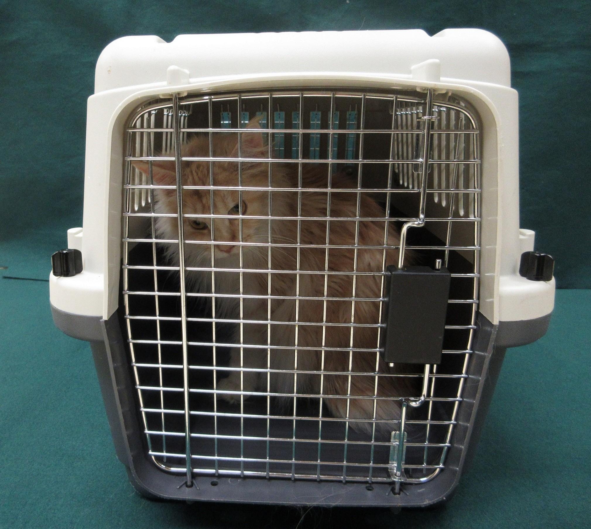 56歲女涉背包走私貓貓，羅湖入境被捕，為三日內第2宗藏貓事件。(海關提供)