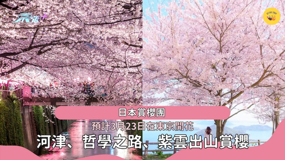 【日本賞櫻2024】大阪、新宿出發欣賞河津櫻花、天空之境真美濱海岸 #超想去玩