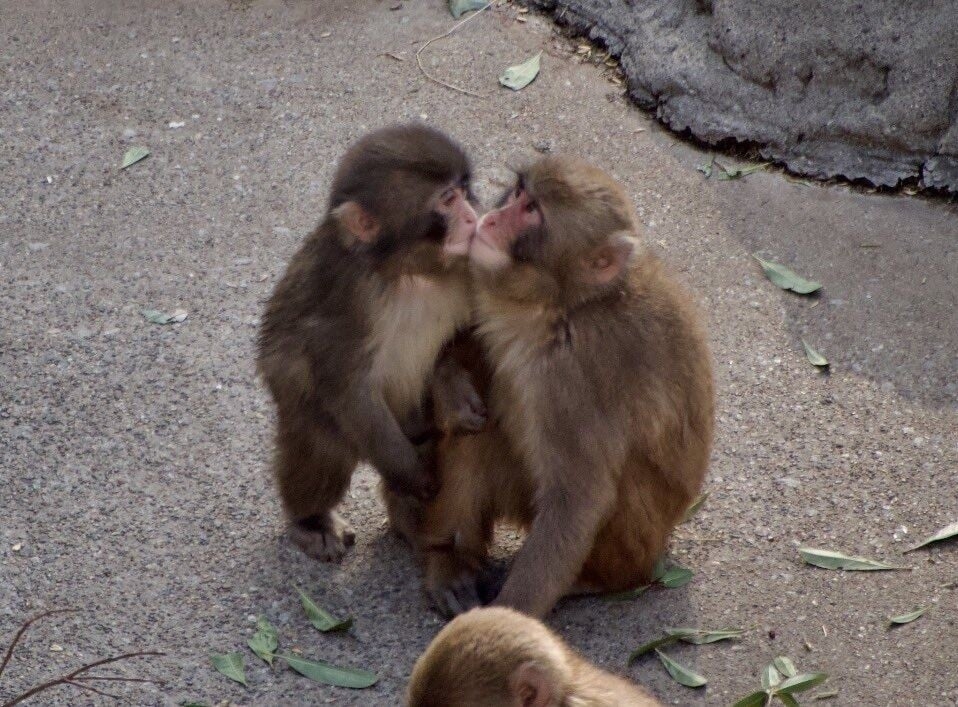 與5歲雌猴Moe-chan親密互動　網民笑稱「交女友」(X)