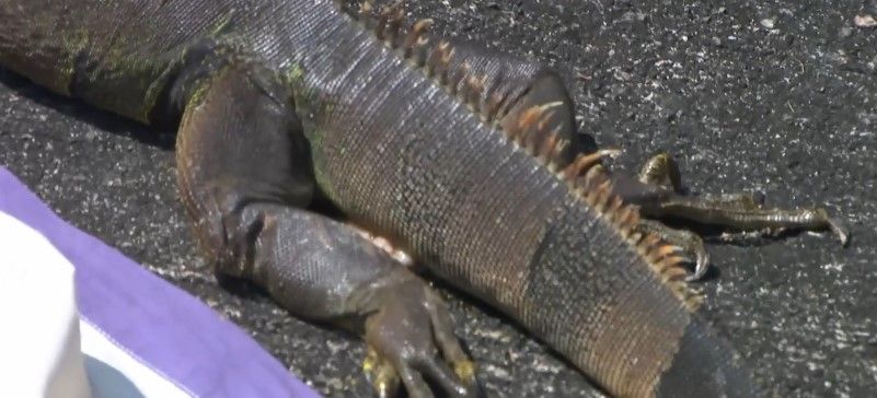 黃大仙驚現蜥蜴過馬路　慘遭車輾過受傷