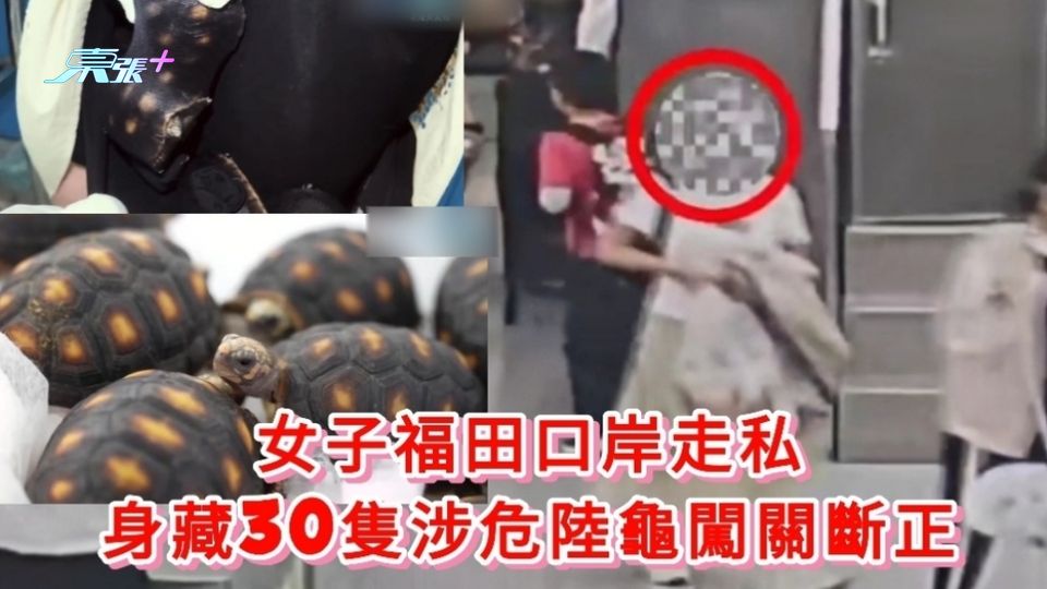 有片丨女子福田口岸走私 身藏30隻涉危陸龜闖關斷正