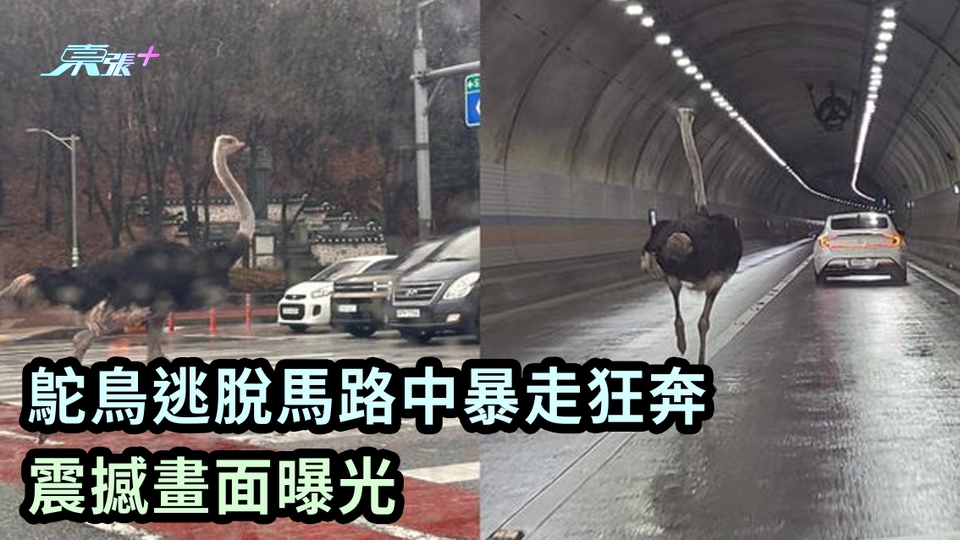 有片｜鴕鳥逃脫馬路中暴走狂奔 震撼畫面曝光