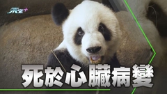 旅居美國大熊貓樂樂判定死於心臟病變 中方爭取患皮膚病大熊貓提早回國
