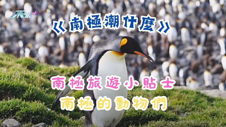 《南極潮什麼》南極旅遊小貼士︱ 南極的動物們