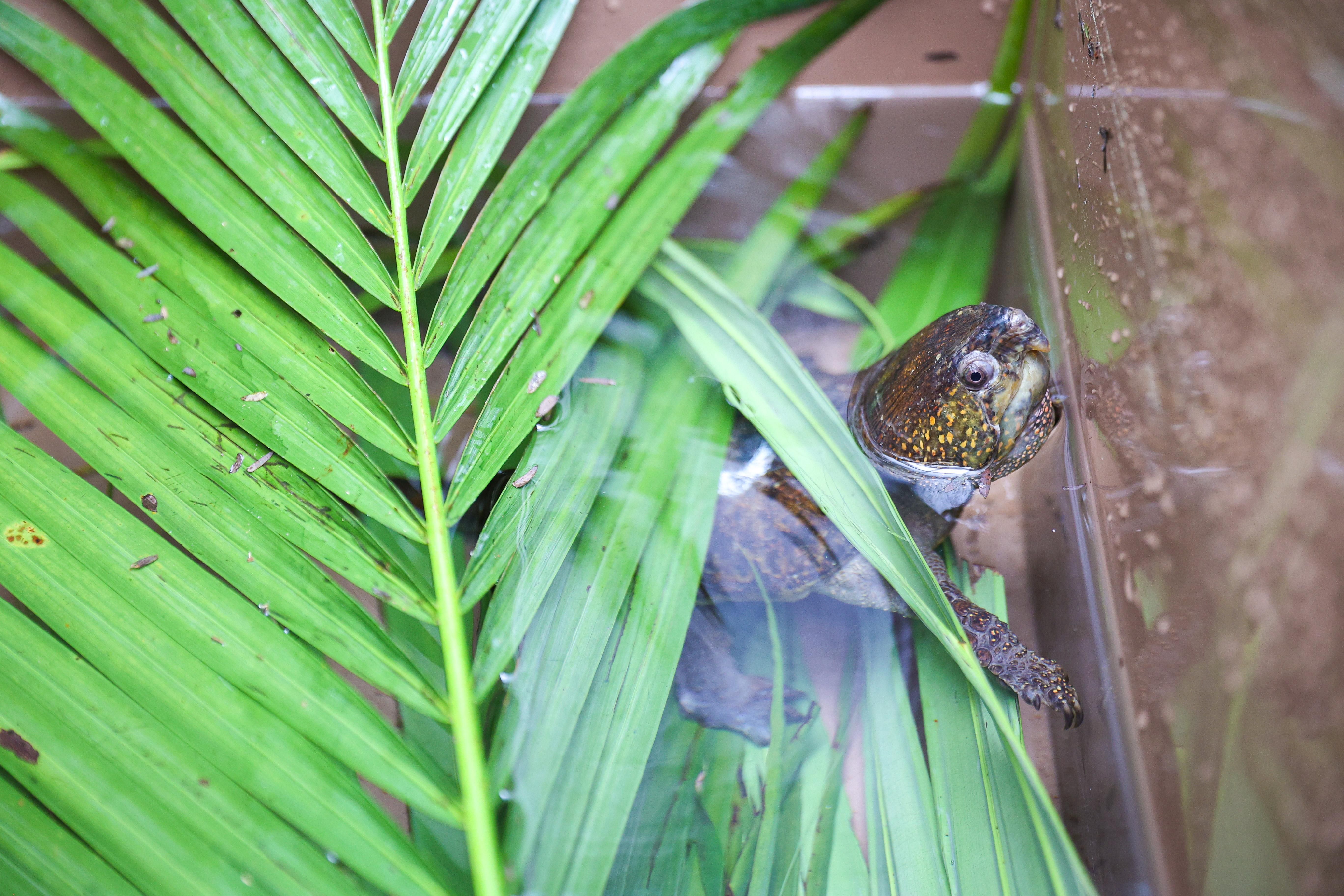 港產「極危」大頭龜