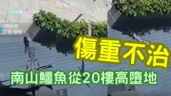 有片｜鱷魚從天降！南山鱷魚從20樓高墮地 傷重不治