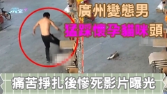 天眼直擊｜廣州變態男猛踩懷孕貓咪頭  痛苦掙扎後慘死影片曝光