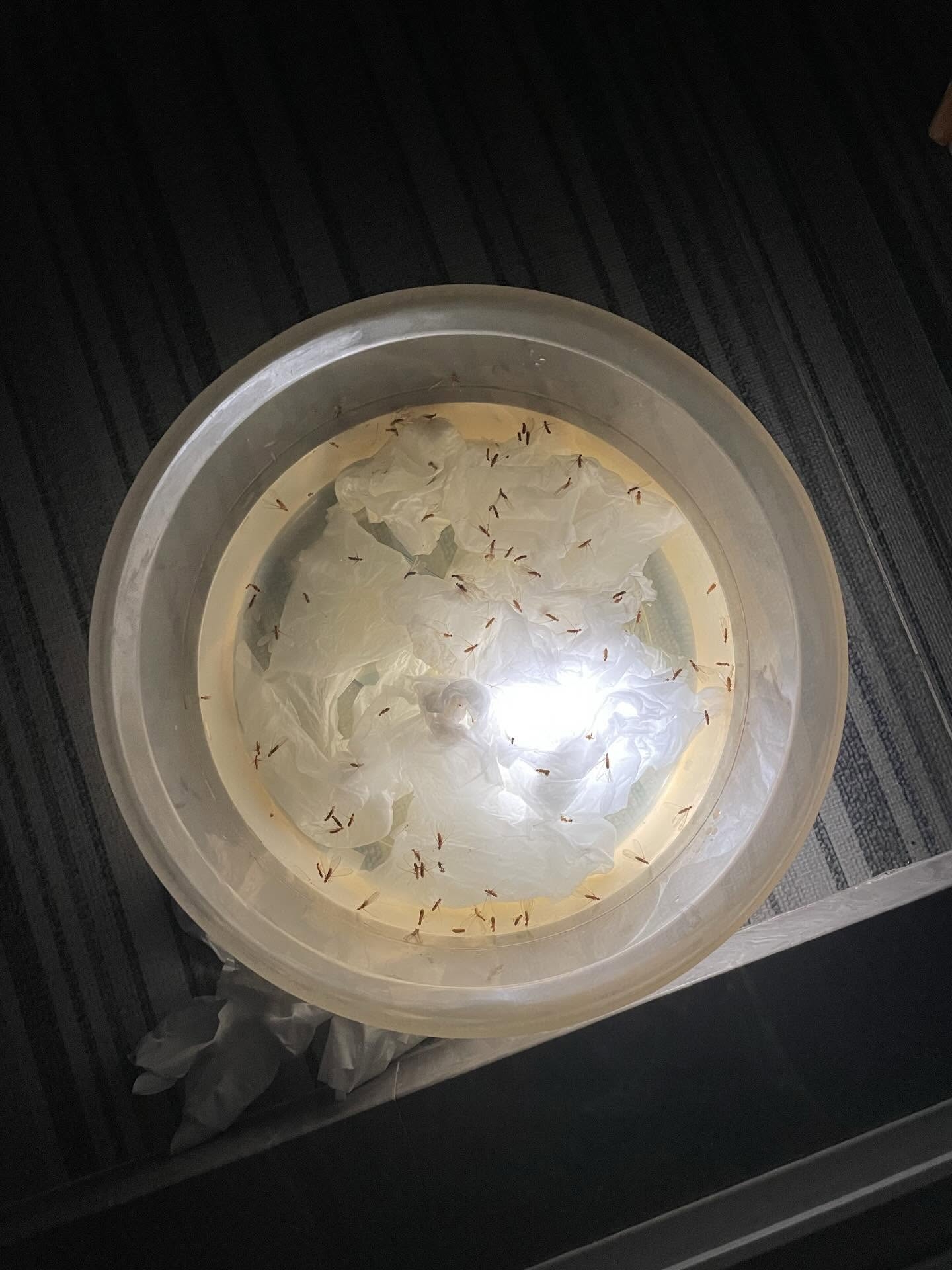 Photo by Doris Tse on May 10, 2026. May be an image of guppy, seedlings and text.