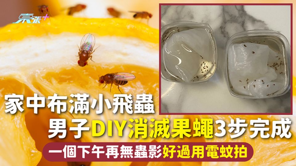 果蠅 | 家中布滿小飛蟲 男子DIY消滅果蠅3步完成 一個下午再無蟲影好過用電蚊拍