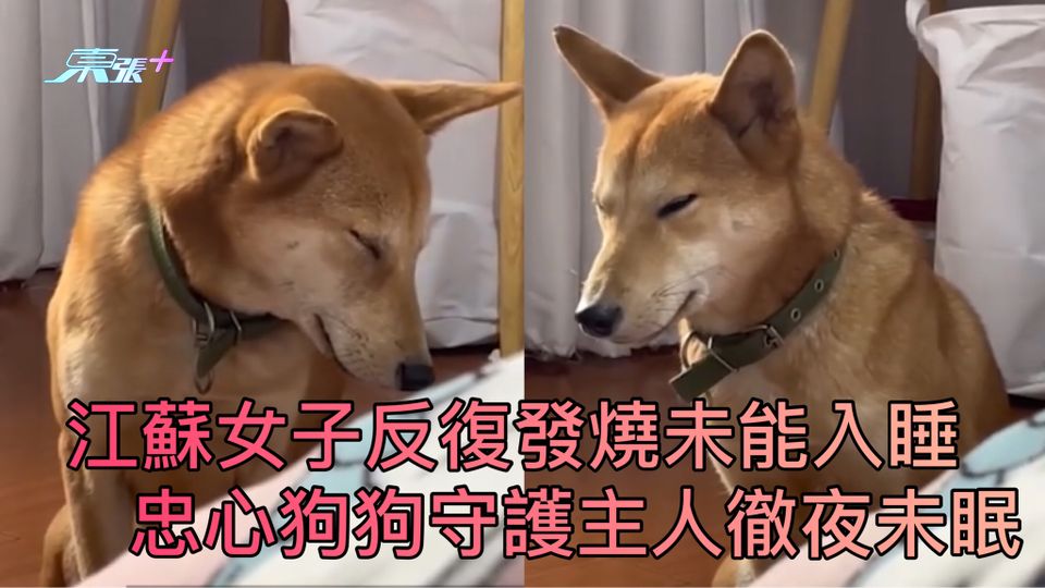 江蘇女子反復發燒未能入睡 忠心狗狗守護主人徹夜未眠