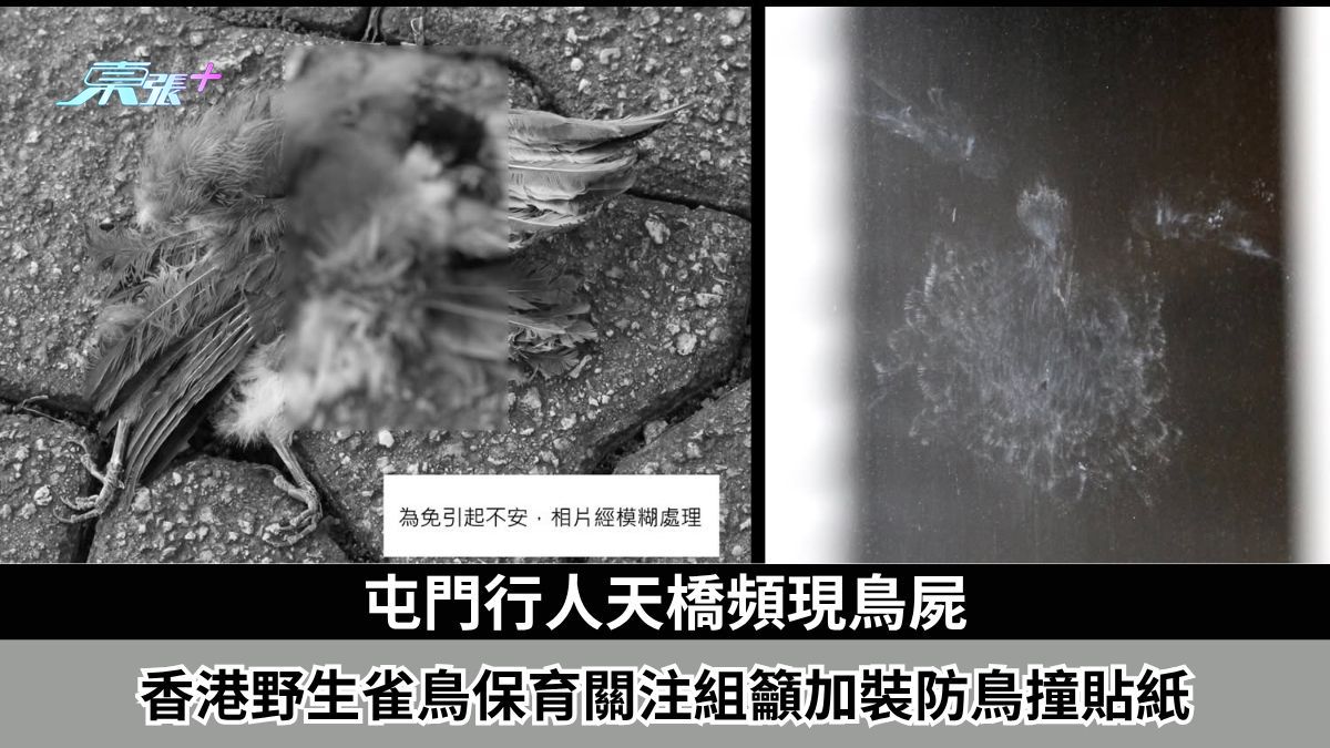 東張西望報料｜屯門行人天橋頻現鳥屍　香港野生雀鳥保育關注組籲加裝防鳥撞貼紙