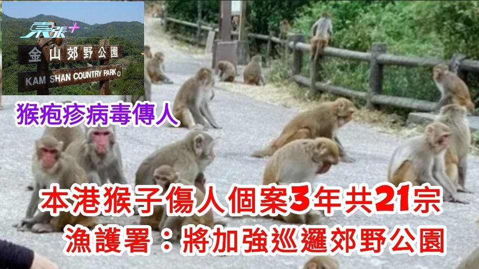 猴疱疹病毒｜本港猴子傷人個案3年共21宗  漁護署：將加強巡邏郊野公園