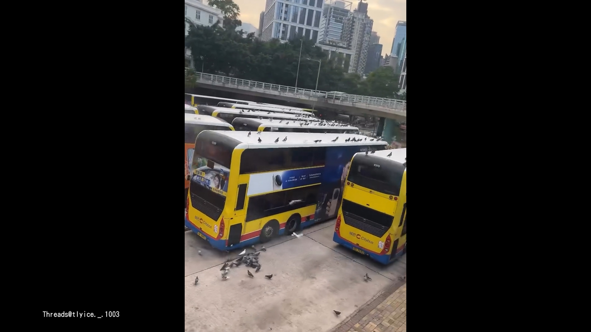 銅鑼灣摩頓台巴士總站驚現「雀鳥大軍」　網民：古菇固Gathering！