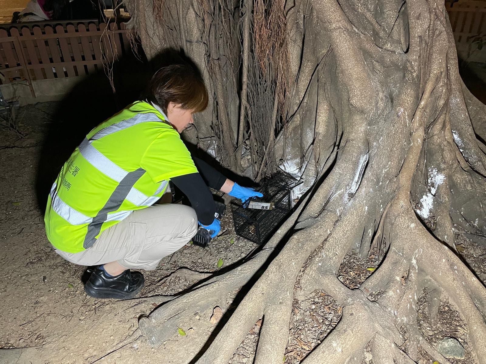 現場已放置多種滅鼠裝置，包括捕鼠器及鼠餌站，並會定期檢查及補充藥餌，以壓制鼠患。