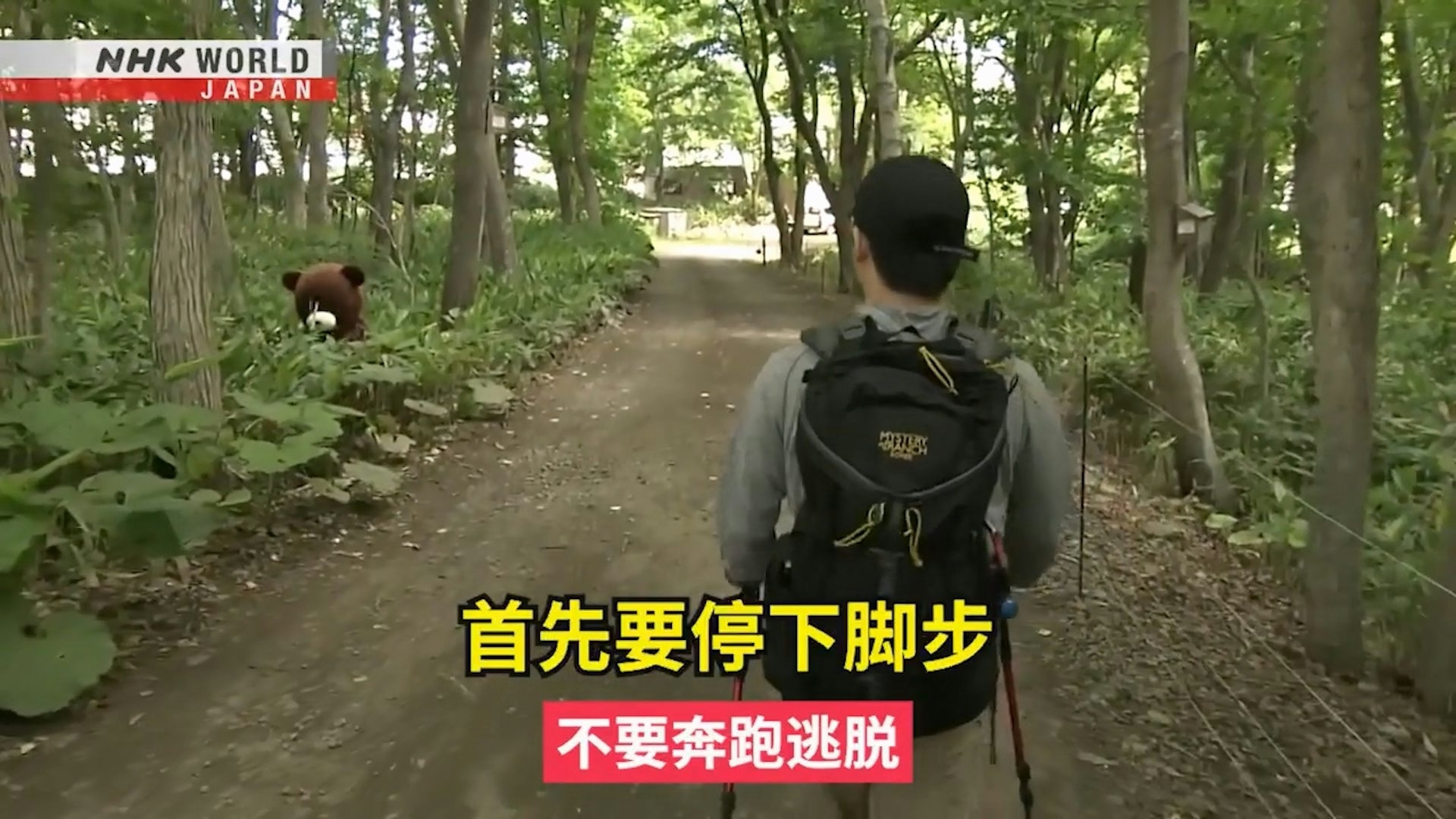 如果在步行時看到熊，首先要停下腳步，切勿奔跑。（Facebook影片截圖／NHK WORLD-JAPAN Chinese - traditional）