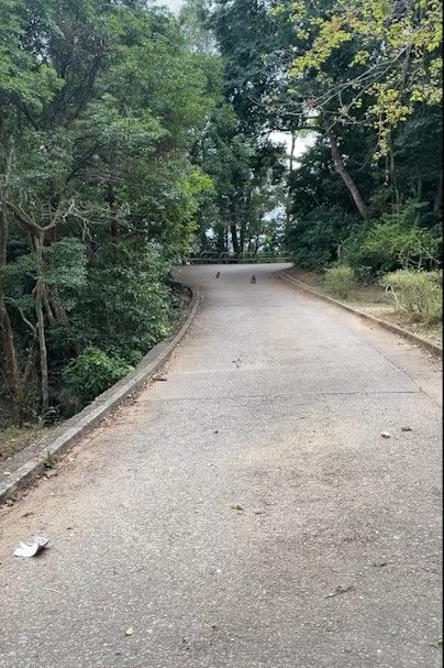 港人城門水塘行山遇馬騮搶食，結果中伏搶錯狗屎當場「灰爆」。