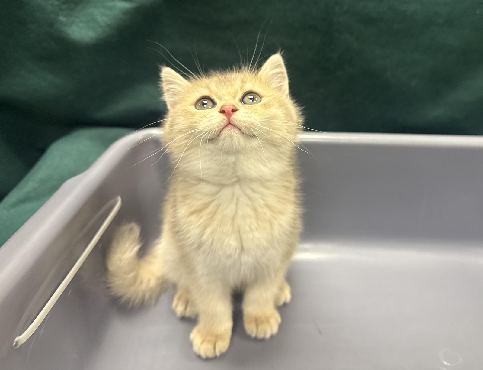 六旬男斜孭袋藏貓經羅湖入境闖關失敗被捕　檢獲貓隻市值約1.8萬