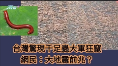 有片｜台灣驚現千足蟲大軍狂竄 網民：大地震前兆？