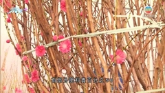 農曆年將至有花農指年花開得好 應節「兔仔蘭」售罄