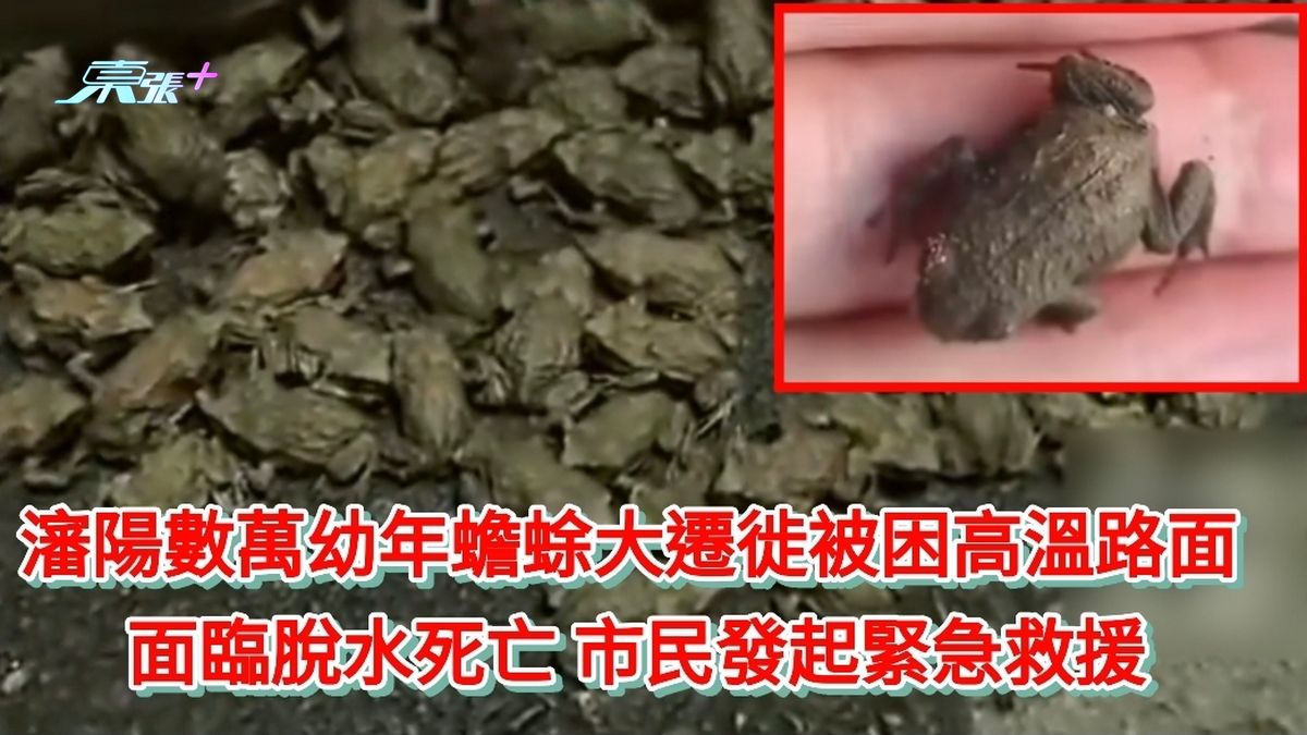 瀋陽數萬幼年蟾蜍大遷徙被困高溫路面 面臨脫水死亡 市民發起緊急救援