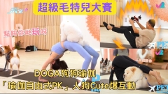 超級毛特兒大賽｜DOGA狗狗瑜伽 「瑜伽自由式PK」人狗Cute爆互動