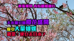 東張報料靚片｜天水圍公園櫻花吸引大量蝴蝶　觀眾周末好去處：使乜去日本？