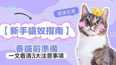 「貓奴」新手必學 一文看清養貓前注意事項