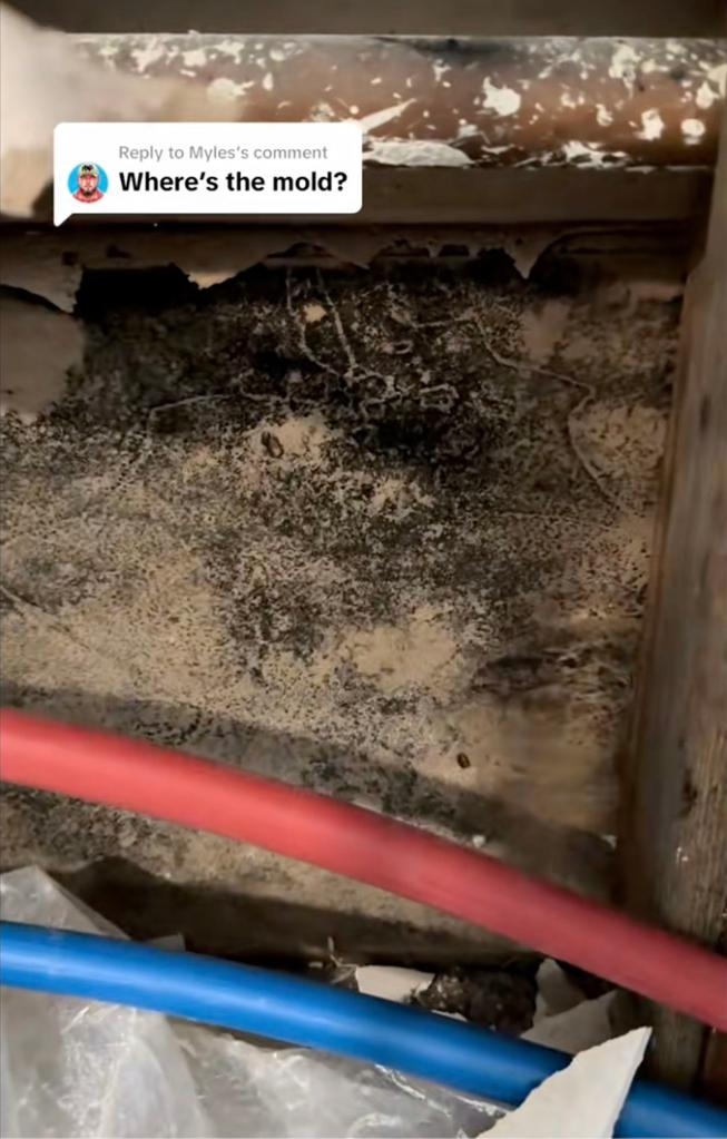 格蕾絲·克朗克賴特 (Grace Cronkright) 的房子裡長滿了黴菌。