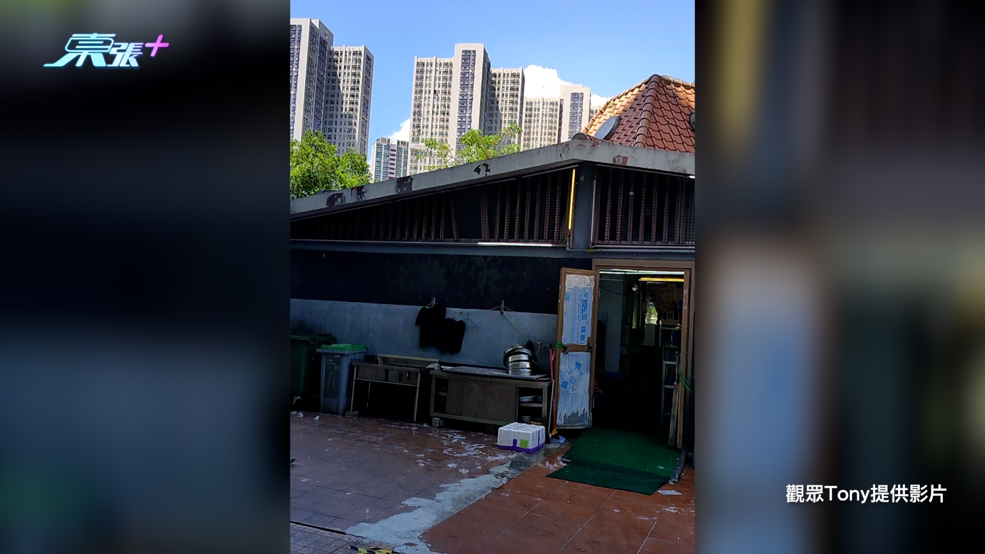 東張西望報料｜大埔餐廳廚房外現「棉花雨」　強風吹起木棉花絮滿天飛　街坊憂衞生問題 （觀眾Tony提供《東張+》）